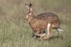 Haas-1600fb-_58A1820