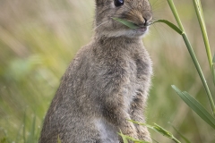 Konijntje-uitsnede-12-fb-_58A7552