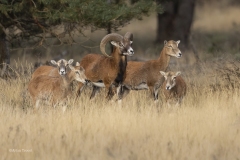 Mouflon-1600-fb-_58A3206