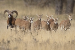 Mouflon-uitsnede-2-fb-_58A3163