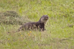 Otter-1600-fb-_58A7869