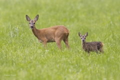 Ree-met-kalf-uitsnede-1600-_58A1811