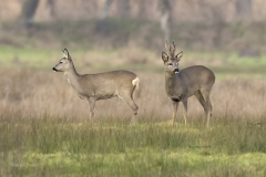 Reeen-1600-_58A0321-fb