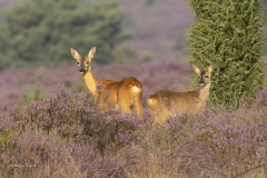 Reeen-1600-fb-_58A6106