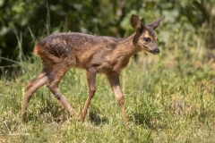Reekalfje-1600-fb-_47I8293-2-kopieren
