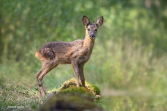 Reekalfje-bambi-1600-_47I8376