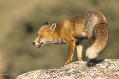 Vos-1800-fb-_58A1063