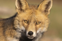 Vos-2-uitsnede-1200-fb-_58A1003