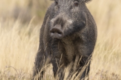 Wild-zwijn-1200-fb-_58A2638