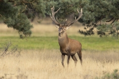 edelhert-1800-fb-_58A3064