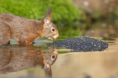 eekhoorn-en-kikkerdril-3-fb-_33A5841