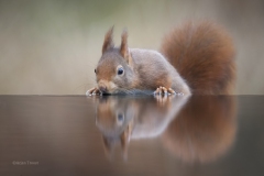 eekhoorn-fb-_47I9425