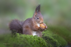 eekhoorn-uitsnede-1600-fb-_47I8201