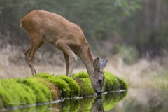 ree-1600_58A1431-2-kopieren