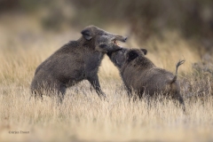 wilde-zwijnen-1600-fb